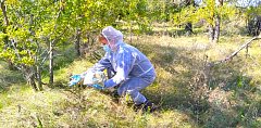 Краснопартизанские ветеринарные специалисты провели раскладку вакцины против бешенства 