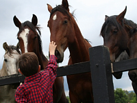 Символ 2026 года — Красная Огненная Лошадь: чего от нее ждать