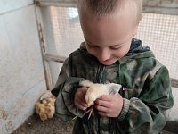 В Краснопартизанском районе прошла акция по раздаче суточного молодняка птицы семьям участников СВО
