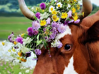  От здоровья животных к здоровью человека