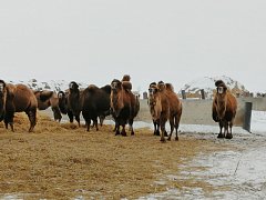 Будни животноводов