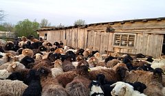 К здоровья животных - с особым вниманием