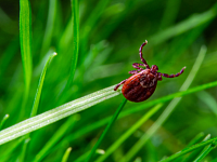 В Саратовской области становятся активными клещи – самое время вспомнить правила безопасности