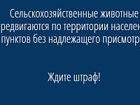 Сельскохозяйственные животные передвигаются по территории населенных пунктов без надлежащего присмотра?    Ждите штраф! 