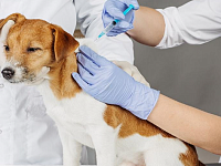 Управление Россельхознадзора напоминает о правилах профилактики бешенства